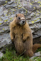 Yellow-bellied Marmot (Marmota flaviventris), Yankee Boy Basin, Uncompahgre National Forest, Colorado