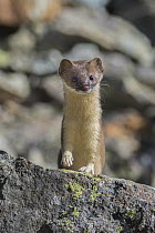 Long-tailed Weasel (Mustela frenata) in talus slope, Colorado