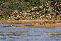 Jaguar (Panthera onca) predating on Spectacled Caiman (Caiman crocodilus), Cuiaba River, Pantanal Matogrossense National Park, Brazil, sequence 1 of 7