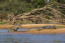 Jaguar (Panthera onca) predating on Spectacled Caiman (Caiman crocodilus), Cuiaba River, Pantanal Matogrossense National Park, Brazil, sequence 2 of 7