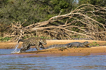 Jaguar (Panthera onca) predating on Spectacled Caiman (Caiman crocodilus), Cuiaba River, Pantanal Matogrossense National Park, Brazil, sequence 3 of 7