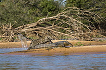 Jaguar (Panthera onca) predating on Spectacled Caiman (Caiman crocodilus), Cuiaba River, Pantanal Matogrossense National Park, Brazil, sequence 4 of 7