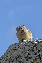 American Pika (Ochotona princeps) yawning, Yankee Boy Basin, Uncompahgre National Forest, Colorado