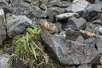 American Pika (Ochotona princeps) in talus slope with cache of vegetation, Yankee Boy Basin, Uncompahgre National Forest, Colorado