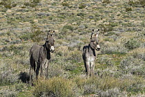Donkey (Equus asinus) pair, Death Valley National Park, California