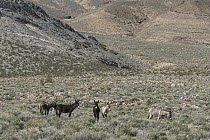 Donkey (Equus asinus) group, Death Valley National Park, California