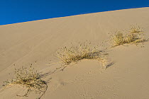 Eureka Dunegrass (Swallenia alexandrae) on sand dune, Euraka Dunes, Death Valley National Park, California