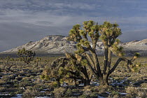 Joshua Tree (Yucca brevifolia), Death Valley National Park, California