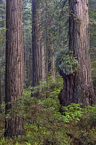 Coast Redwood (Sequoia sempervirens) burr, Redwood National Park, California