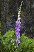Purple Foxglove (Digitalis purpurea) flowering, Redwood National Park, California