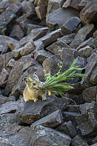 American Pika (Ochotona princeps) collecting vegetation, Bridger-Teton National Forest, Wyoming