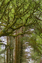 Coast Redwood (Sequoia sempervirens) and Oak (Quercus sp) trees, Redwood National Park, California