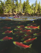 Sockeye Salmon (Oncorhynchus nerka) group migrating upstream with zodiac above, Adams River, Roderick Haig-Brown Provincial Park, British Columbia, Canada