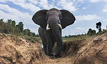 African Elephant (Loxodonta africana) female climbing gully, Masai Mara, Kenya
