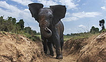 African Elephant (Loxodonta africana) calf climbing gully, Masai Mara, Kenya