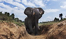 African Elephant (Loxodonta africana) climbing gully, Masai Mara, Kenya