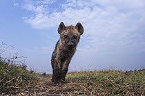 Spotted Hyena (Crocuta crocuta) juvenile, Masai Mara, Kenya