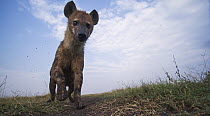 Spotted Hyena (Crocuta crocuta) juvenile, Masai Mara, Kenya