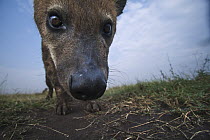 Spotted Hyena (Crocuta crocuta) juvenile investigating, Masai Mara, Kenya