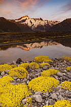 Forget-me-not (Myosotis sp) flowers and high clouds at dawn with Mt. Sefton (left) and Aoraki reflected in the Tasman River Valley, Mount Cook National Park, South Island, New Zealand