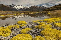 Forget-me-not (Myosotis sp) flowers,Mount Sefton (left) and Aoraki reflected in Tasman River Valley, Mount Cook National Park, South Island, New Zealand