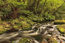 Fern lined stream, McLean Falls, Otago, New Zealand