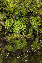 Ferns reflecting in river, Rakeahua River, Stewart Island, New Zealand