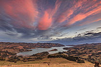 Coast at sunset, Akaroa Harbor, Banks Peninsula, near Christchurch, Canterbury, South Island, New Zealand