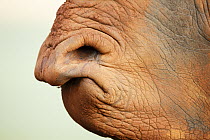 White Rhinoceros (Ceratotherium simum) nostrils and mouth, Rietvlei Nature Reserve, South Africa