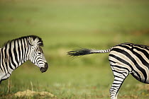 Burchell's Zebra (Equus burchellii) stallion chasing rival, Rietvlei Nature Reserve, South Africa