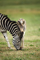 Burchell's Zebra (Equus burchellii) mother grazing with foal, Rietvlei Nature Reserve, South Africa