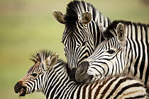 Burchell's Zebra (Equus burchellii) parents tending to foal, Rietvlei Nature Reserve, South Africa