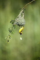 Masked-Weaver (Ploceus velatus) male removing leaf from nest, Rietvlei Nature Reserve, South Africa