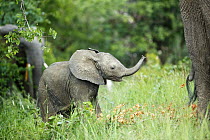 African Elephant (Loxodonta africana) calf, Kruger National Park, South Africa