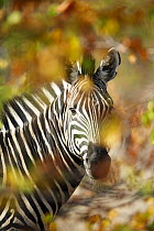 Burchell's Zebra (Equus burchellii), Kruger National Park, South Africa