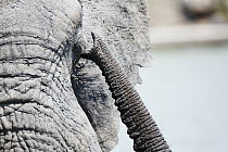 African Elephant (Loxodonta africana) pair greeting, Kruger National Park, South Africa
