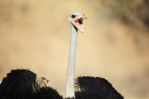 Ostrich (Struthio camelus) male calling, Kgalagadi Transfrontier Park, South Africa