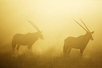 Oryx (Oryx gazella) pair, Kgalagadi Transfrontier Park, South Africa