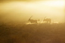 Oryx (Oryx gazella) pair running, Kgalagadi Transfrontier Park, South Africa
