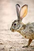 Scrub Hare (Lepus saxatilis), Kgalagadi Transfrontier Park, South Africa