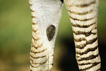 Burchell's Zebra (Equus burchellii) forleg callus, Rietvlei Nature Reserve, South Africa