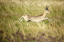Southern Reedbuck (Redunca arundinum) male running, Rietvlei Nature Reserve, South Africa