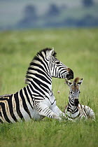 Burchell's Zebra (Equus burchellii) mother and foal, Rietvlei Nature Reserve, South Africa