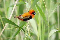 Red Bishop (Euplectes orix) male, Rietvlei Nature Reserve, South Africa