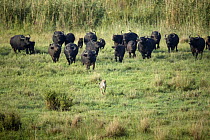 Cape Buffalo (Syncerus caffer) herd chasing away Cheetah (Acinonyx jubatus), Rietvlei Nature Reserve, South Africa