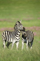 Burchell's Zebra (Equus burchellii) females nuzzling, Rietvlei Nature Reserve, South Africa