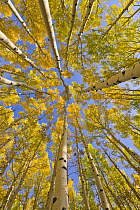 Quaking Aspen (Populus tremuloides) trees in autumn, Utah