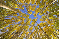 Quaking Aspen (Populus tremuloides) trees in autumn, Utah