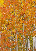 Quaking Aspen (Populus tremuloides) trees in autumn, Boulder Mountains, Utah