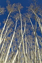 Quaking Aspen (Populus tremuloides) trees in autumn, San Juan National Forest, Rocky Mountains, Colorado